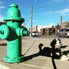 a black and white dog laying on the ground next to a green fire hydrant