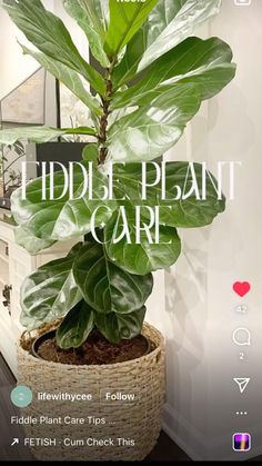 a plant in a basket with the words fiddle plant care on it's side