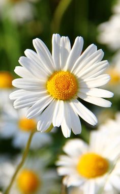 a white flower with yellow center surrounded by many other flowers in the backround