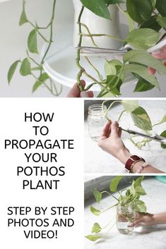 how to propagate your pothos plant step by step photos and video