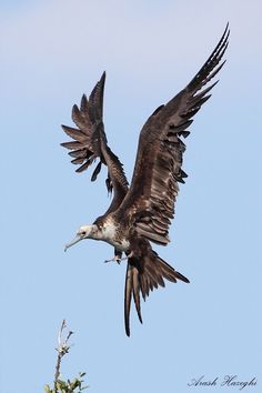 a large bird flying in the air with its wings spread out and it's beak open