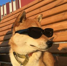 a dog wearing sunglasses sitting on top of a wooden bench