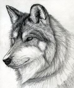 a pencil drawing of a wolf's head