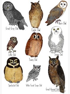 an image of owls that are all different colors