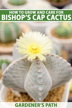 a close up of a flower in a planter with text overlay reading how to grow and care for bishop's cap cactus