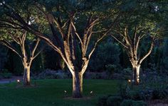 some trees that are lit up in the dark