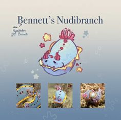 an advertisement for the bennett's nudibranch book, featuring images of sea creatures