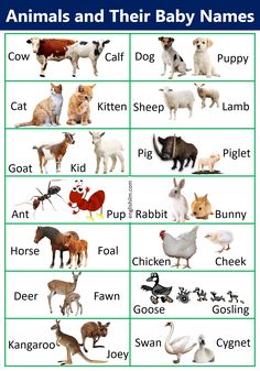 an animal and their baby names