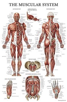 the muscular system poster with muscles and their major skeletal systems, labeled in red on white