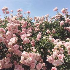 pink flowers blooming in the middle of a bush on a sunny day with blue sky