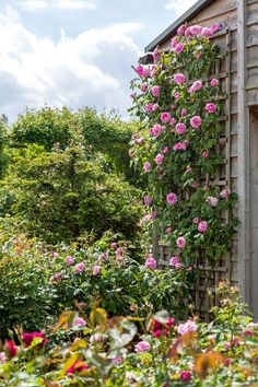 pink roses are growing on the side of a wooden building with green vegetation and trees in the background