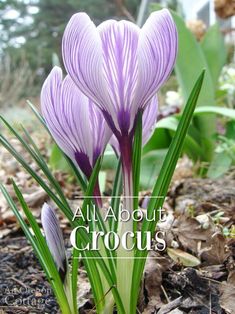 two purple crocus are growing in the dirt