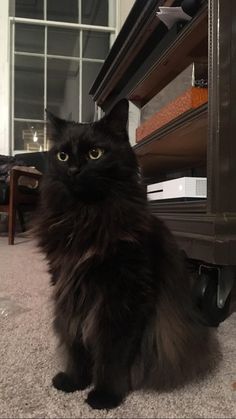 a black cat sitting on the floor next to a shelf with drawers in front of it