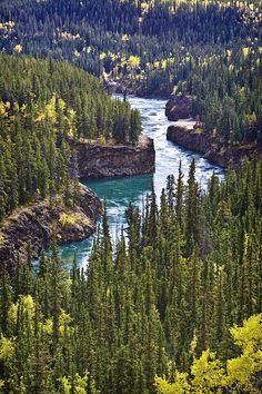 a river flowing through a lush green forest