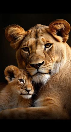 two young lions cuddle together in the dark, with their mother resting on its back