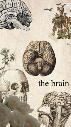 the brain is surrounded by different types of flowers