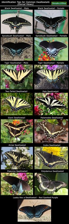 many different types of butterflies are shown in this image, with the names below them