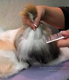 a person combing a dog's hair while sitting on a purple chair with its owner