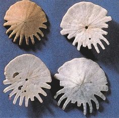 four different types of sea urchins on a blue surface