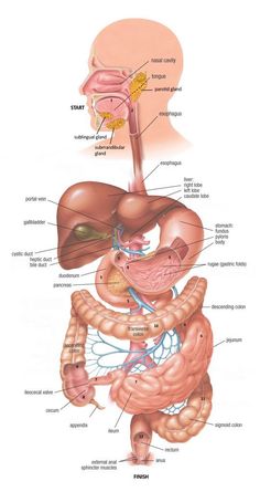 the anatomy of the human body and its major organs, including the liver, stomach, thor