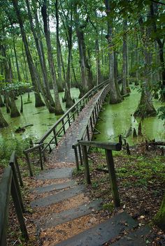 a wooden walkway in the middle of a swampy area with moss growing on it