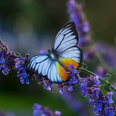 a blue and yellow butterfly sitting on some purple flowers