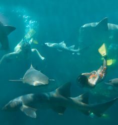 a group of people swimming in the ocean surrounded by sharks and other animals, with one person taking a photo