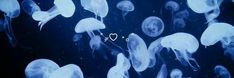 many jellyfish are swimming in the blue water and one is heart shaped on it's side