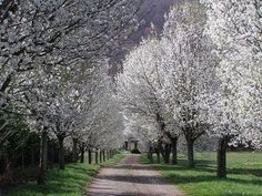 a dirt road surrounded by trees with white flowers