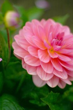 a pink flower with water droplets on it