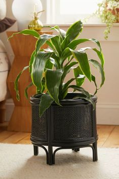 a potted plant sitting on top of a wooden table next to a white rug