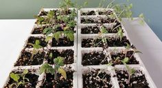 several trays filled with plants sitting on top of a table