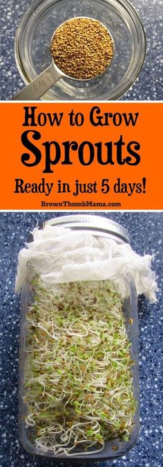 how to grow sprouts in just 6 days