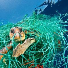 a sea turtle in a green fishing net