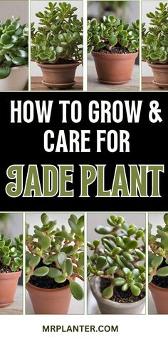 how to grow and care for jade plants in pots with text overlay that reads, how to grow and care for jade plant