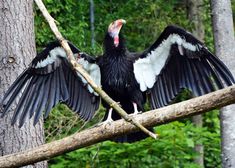 a large black bird sitting on top of a tree branch next to a lush green forest