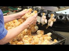 Latest Breed Chickens Process - Raising Broiler Cages Method - Modern Poultry Processing Factory - YouTube Chicken Hatchery, Chicken Processing, Chickens Farm, Farming Technology, Poultry Cage, Animal Husbandry, Chicken Cages