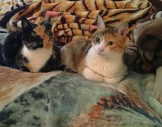 two cats sitting on top of a bed covered in blankets