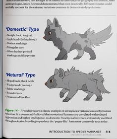 an illustrated book with instructions on how to draw wolfs in different poses and colors