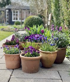 several potted plants with purple flowers in them