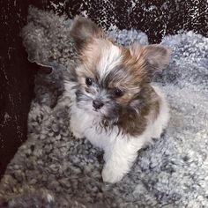 a small brown and white dog sitting on top of a rug