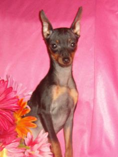 a small dog is sitting next to some flowers