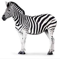 a zebra is standing in front of a white background