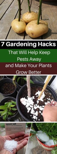 7 Gardening Hacks That Will Help Keep Pests Away and Make Your Plants Grow Better Gardening Hacks, Food Business, Organic Garden, Hydroponic Gardening, Garden Pests, Composting, Garden Tips