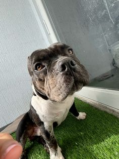 a dog is sitting on the grass looking up at someone's hand that is holding it in front of him