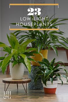 three houseplants with the words 28 low light houseplants on top of them