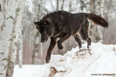 a black wolf is running through the snow