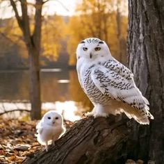 two white owls sitting on top of a tree branch