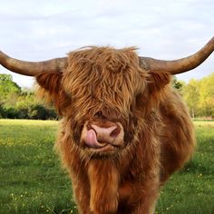 an animal with long horns is standing in the grass and looking at the camera while it's tongue is sticking out