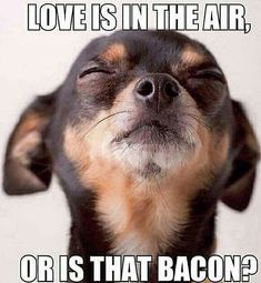 a small dog with its eyes closed and the caption love is in the air, or is that bacon?